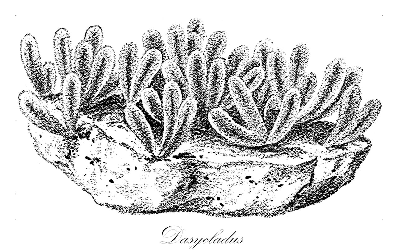 Dasycladus - Chlorophyta,Biota,Plantae,Chlorophyta,Chlorophytina,Ulvophyceae,Dasycladales,Dasycladaceae,Dasycladus,Spongia