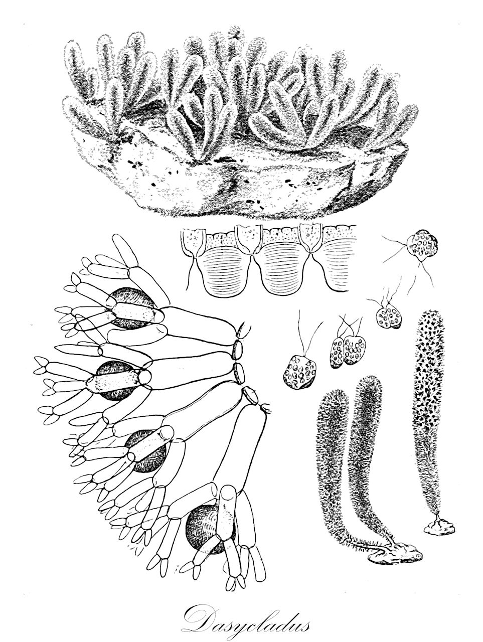 Dasycladus - Chlorophyta,Biota,Plantae,Chlorophyta,Chlorophytina,Ulvophyceae,Dasycladales,Dasycladaceae,Dasycladus,Spongia