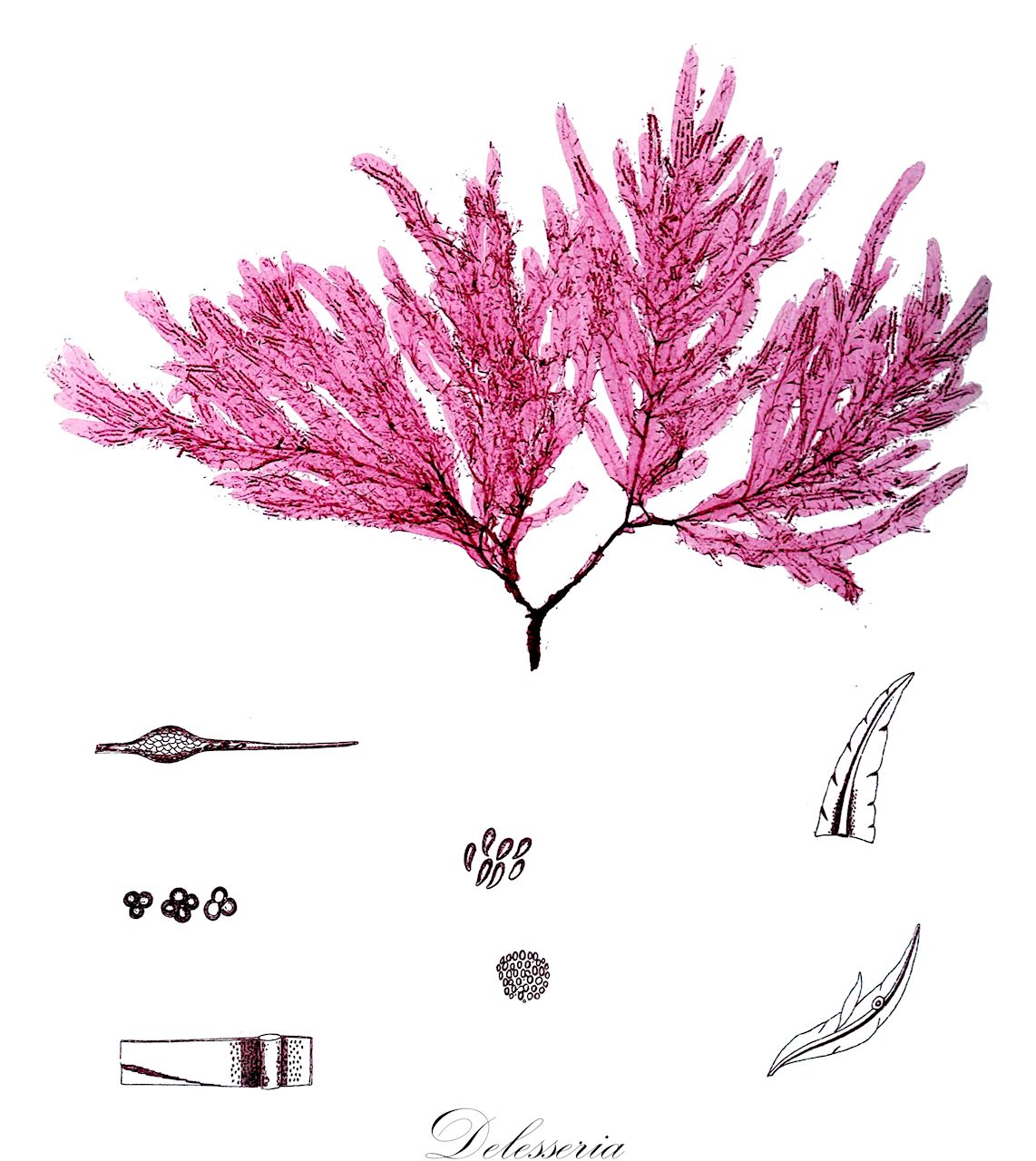 Delesseria - Delesseriaceae,Biota,Plantae,Rhodophyta,Eurhodophytina,Florideophyceae,Ceramiales,Delesseriaceae,Delesseria,Hydrolapathum, Paraglossum, Wormskioldia