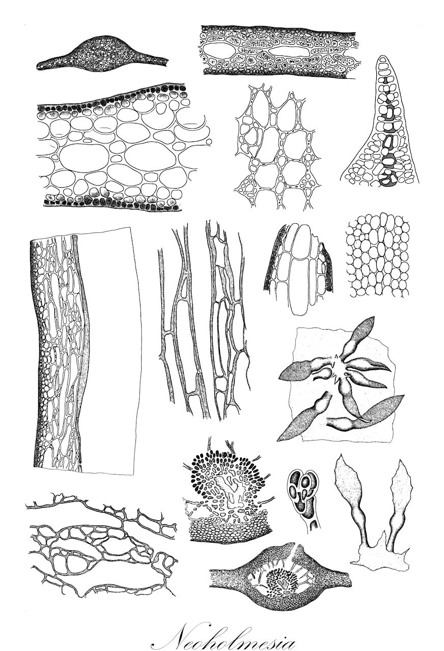 Neoholmesia - Delesseriaceae,Biota,Plantae,Rhodophyta,Eurhodophytina,Florideophyceae,Ceramiales,Delesseriaceae,Neoholmesia,Sachalinella