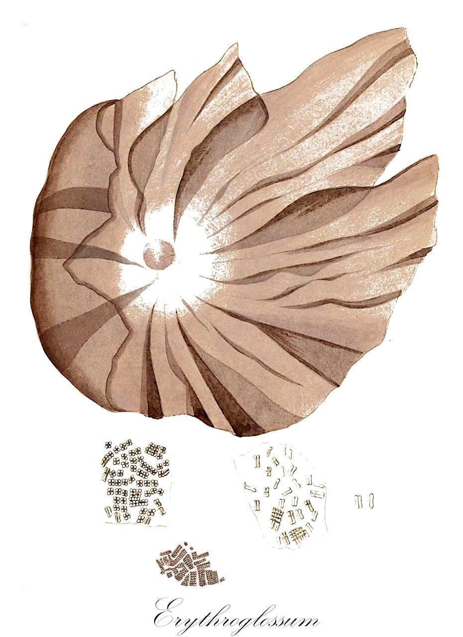 Erythroglossum - Entodontaceae,Biota,Plantae,Rhodophyta,Eurhodophytina,Florideophyceae,Ceramiales,Delesseriaceae,Erythroglossum,Psammophyllum, Schizoneurina