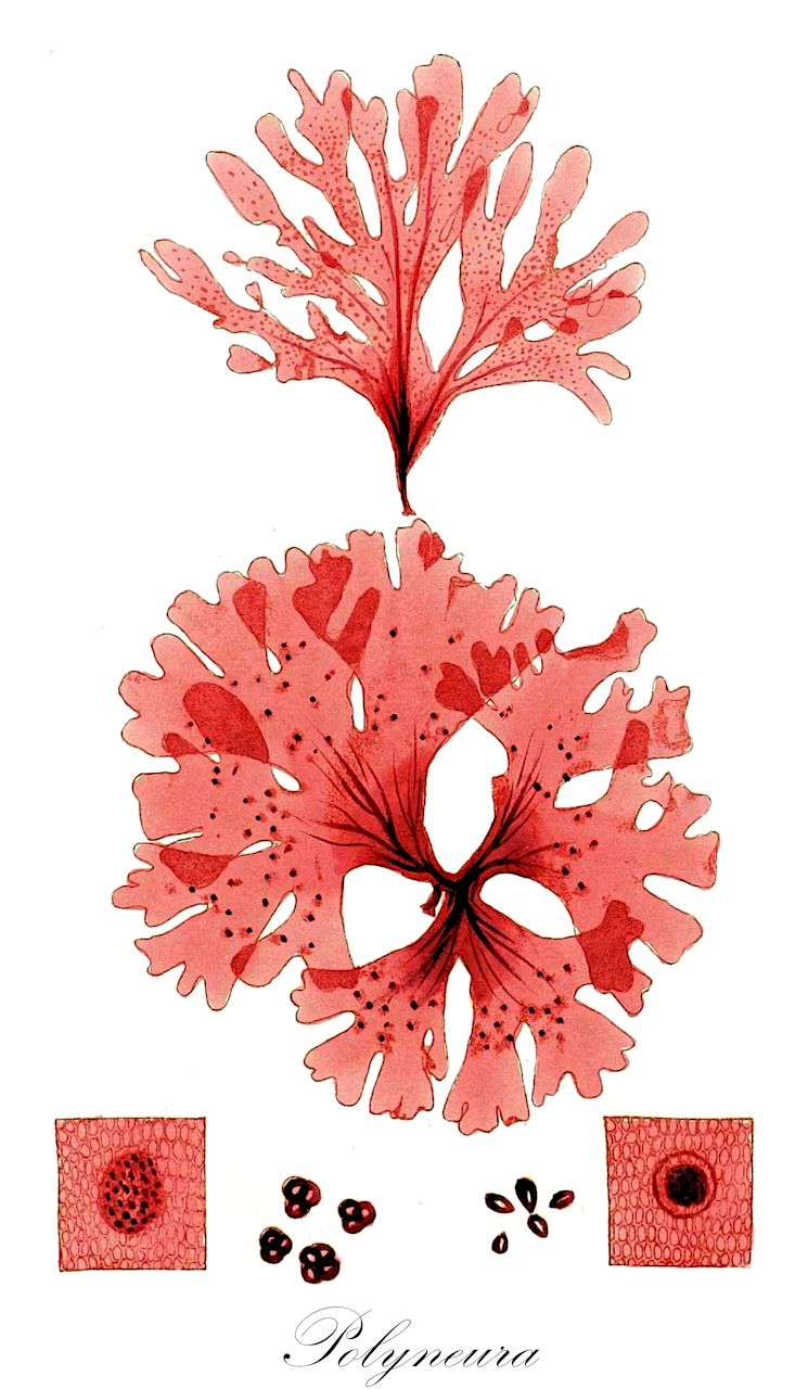 Polyneura - Delesseriaceae,Biota,Plantae,Rhodophyta,Eurhodophytina,Florideophyceae,Ceramiales,Delesseriaceae,Polyneura,Searlesia