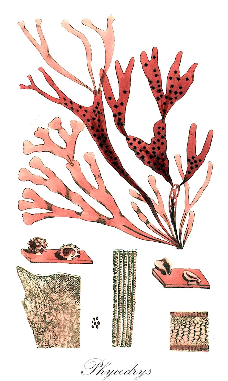 Phycodrys - Delesseriaceae,Biota,Plantae,Rhodophyta,Eurhodophytina,Florideophyceae,Ceramiales,Delesseriaceae,Phycodrys,Agarum