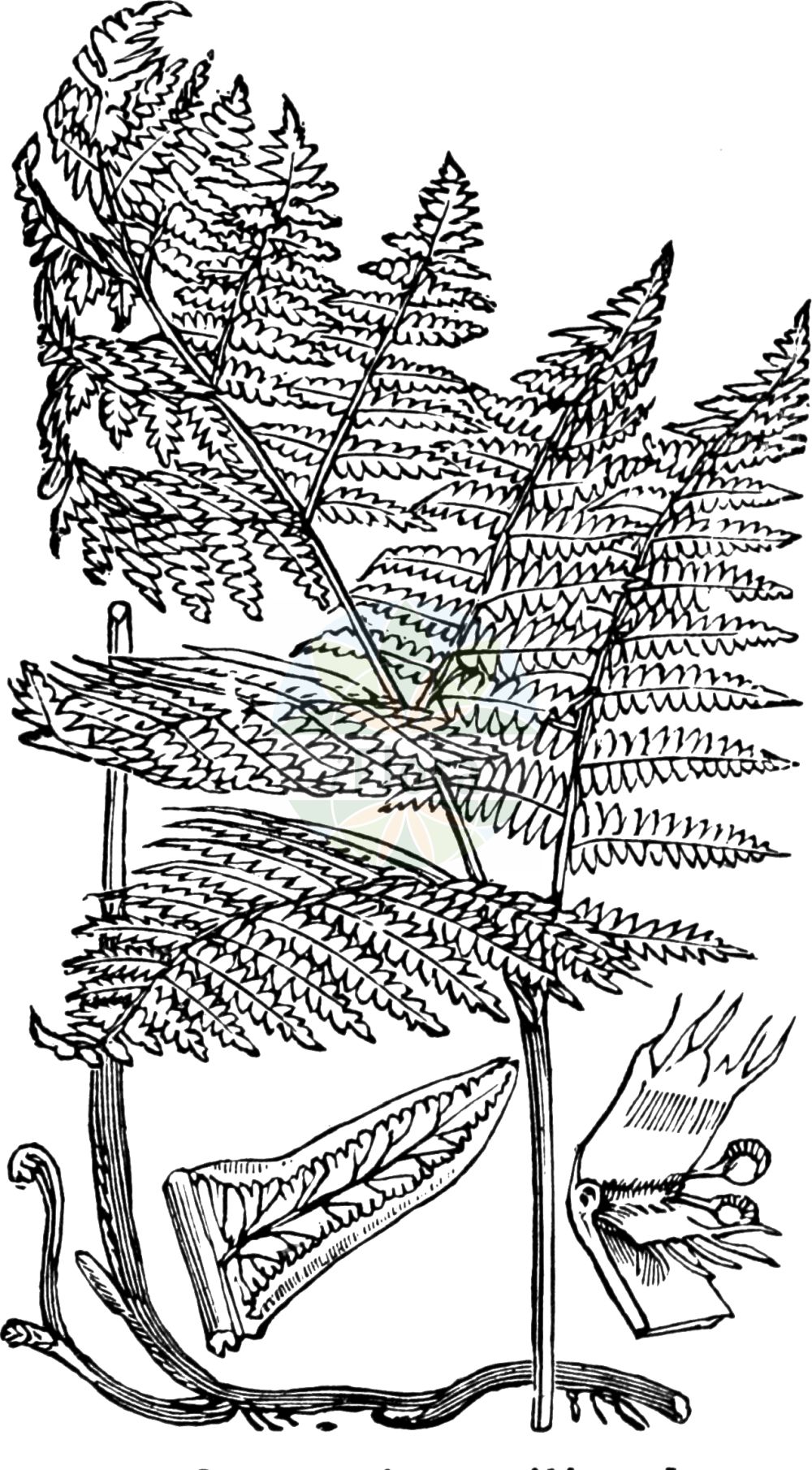 Historische Abbildung von Pteridium aquilinum (Adlerfarn - Bracken). Das Bild zeigt Blatt, Bluete, Frucht und Same. ---- Historical Drawing of Pteridium aquilinum (Adlerfarn - Bracken). The image is showing leaf, flower, fruit and seed.(Pteridium aquilinum,Adlerfarn,Bracken,Allosorus tauricus,Cincinalis aquilina,Eupteris aquilina,Polypodium austriacum,Pteridium aquilinum,Pteridium herediae,Pteridium tauricum,Pteris aquilina,Pteris brevipes,Pteris herediae,Adlerfarn,Bracken,Western Brackenfern,Bracken Fern,Pteridium,Adlerfarn,Dennstaedtiaceae,Adlerfarngewächse,Braacken family,Blatt,Bluete,Frucht,Same,leaf,flower,fruit,seed,Fitch et al. (1880))