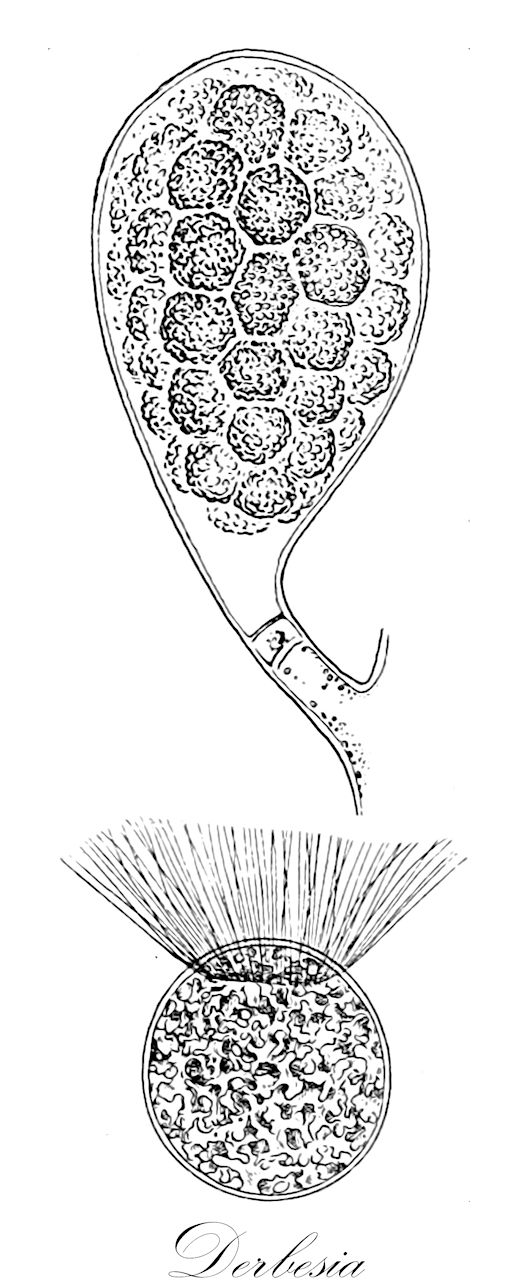 Derbesia - Derbesiaceae,Biota,Plantae,Chlorophyta,Chlorophytina,Ulvophyceae,Bryopsidales,Derbesiaceae,Derbesia,Halicystis