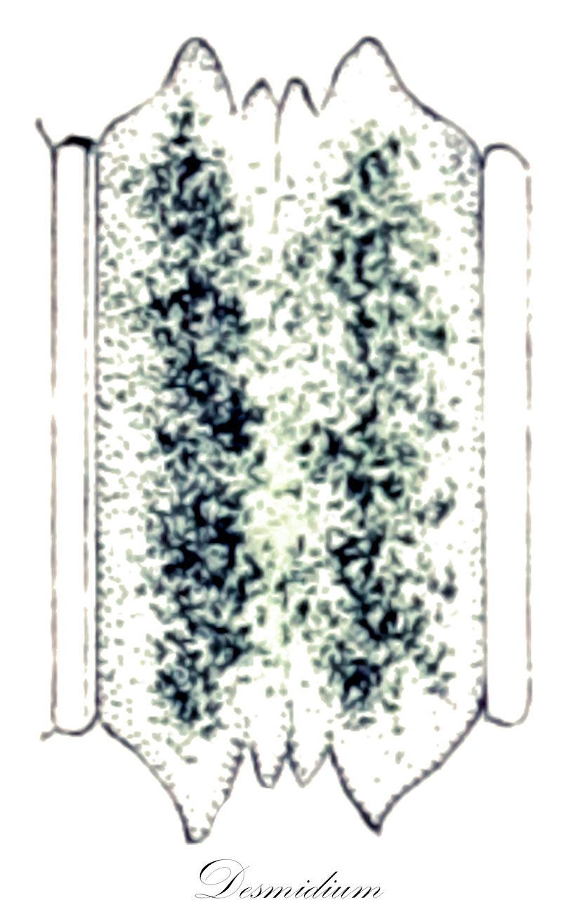 Desmidium - Desmidiaceae,Biota,Plantae,Charophyta,Conjugatophyceae,Desmidiales,Desmidiaceae,Desmidium,Aptogonum, Leptozosma