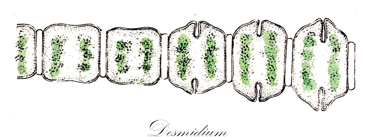 Desmidium - Desmidiaceae,Biota,Plantae,Charophyta,Conjugatophyceae,Desmidiales,Desmidiaceae,Desmidium,Aptogonum, Leptozosma