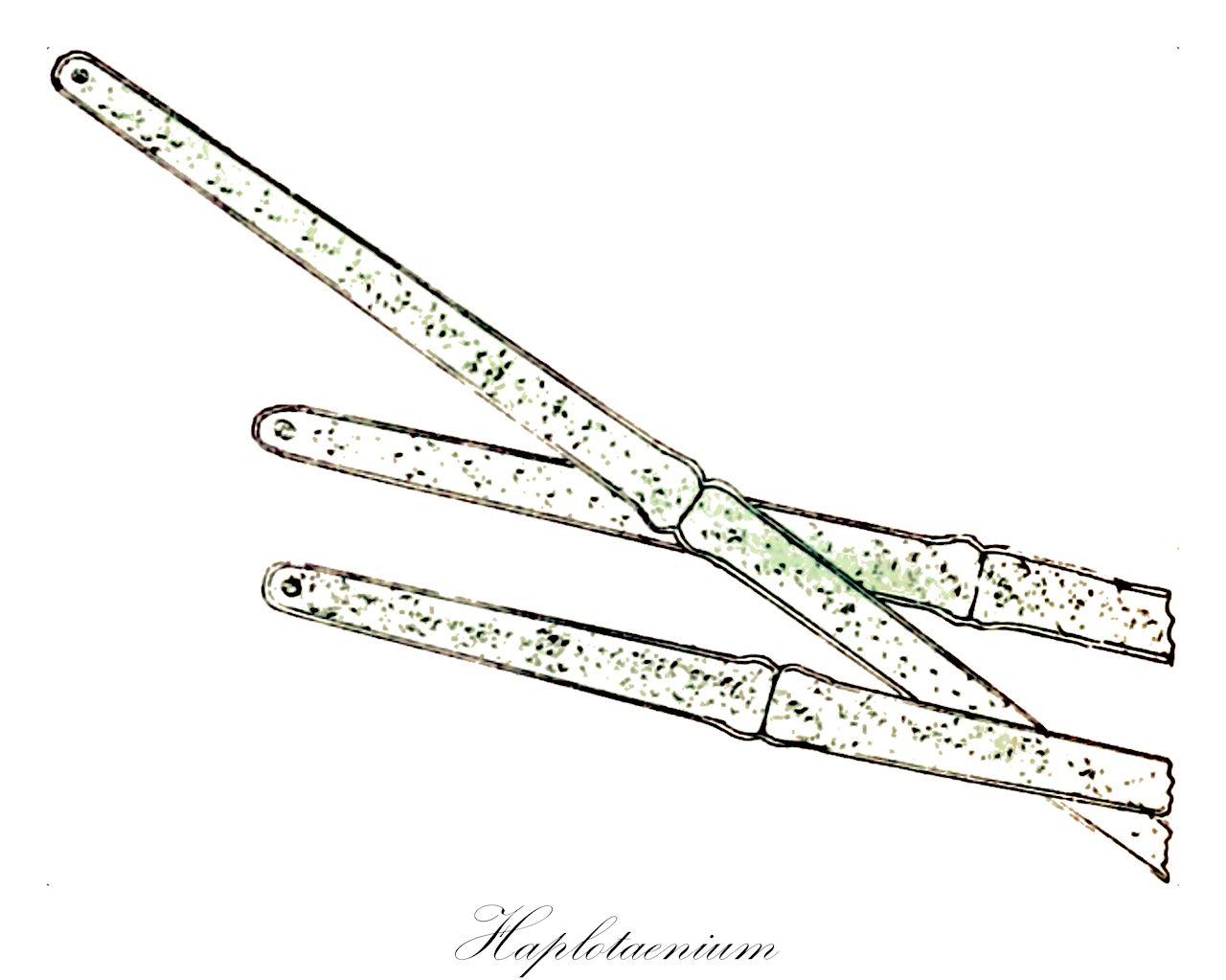 Haplotaenium - Desmidiaceae,Biota,Plantae,Charophyta,Conjugatophyceae,Desmidiales,Desmidiaceae,Haplotaenium