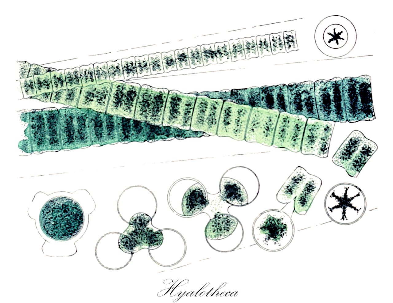 Hyalotheca - Desmidiaceae,Biota,Plantae,Charophyta,Conjugatophyceae,Desmidiales,Desmidiaceae,Hyalotheca