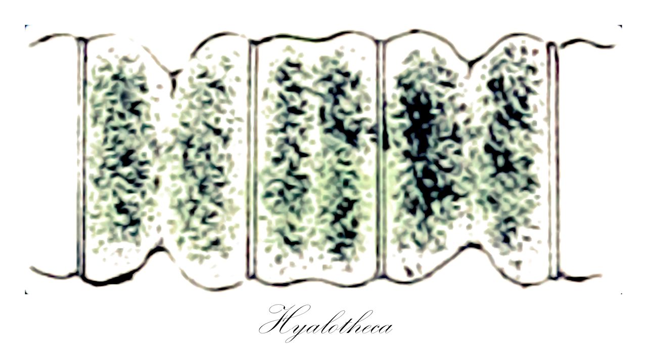 Hyalotheca - Desmidiaceae,Biota,Plantae,Charophyta,Conjugatophyceae,Desmidiales,Desmidiaceae,Hyalotheca