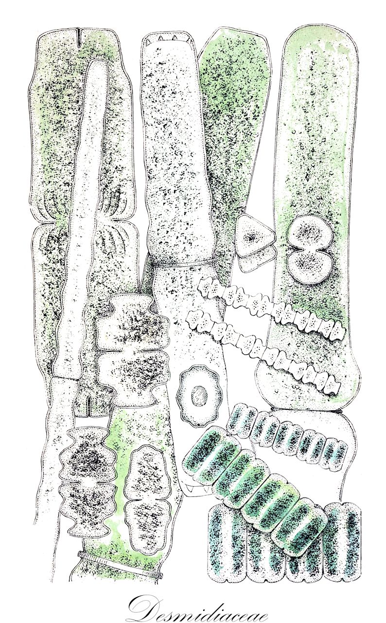 Desmidiaceae - Desmidiaceae,Biota,Plantae,Charophyta,Conjugatophyceae,Desmidiales,Desmidiaceae