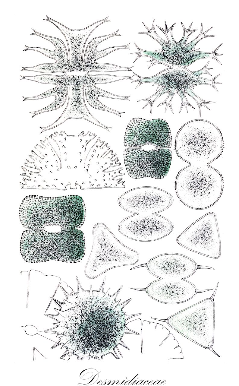 Desmidiaceae - Desmidiaceae,Biota,Plantae,Charophyta,Conjugatophyceae,Desmidiales,Desmidiaceae