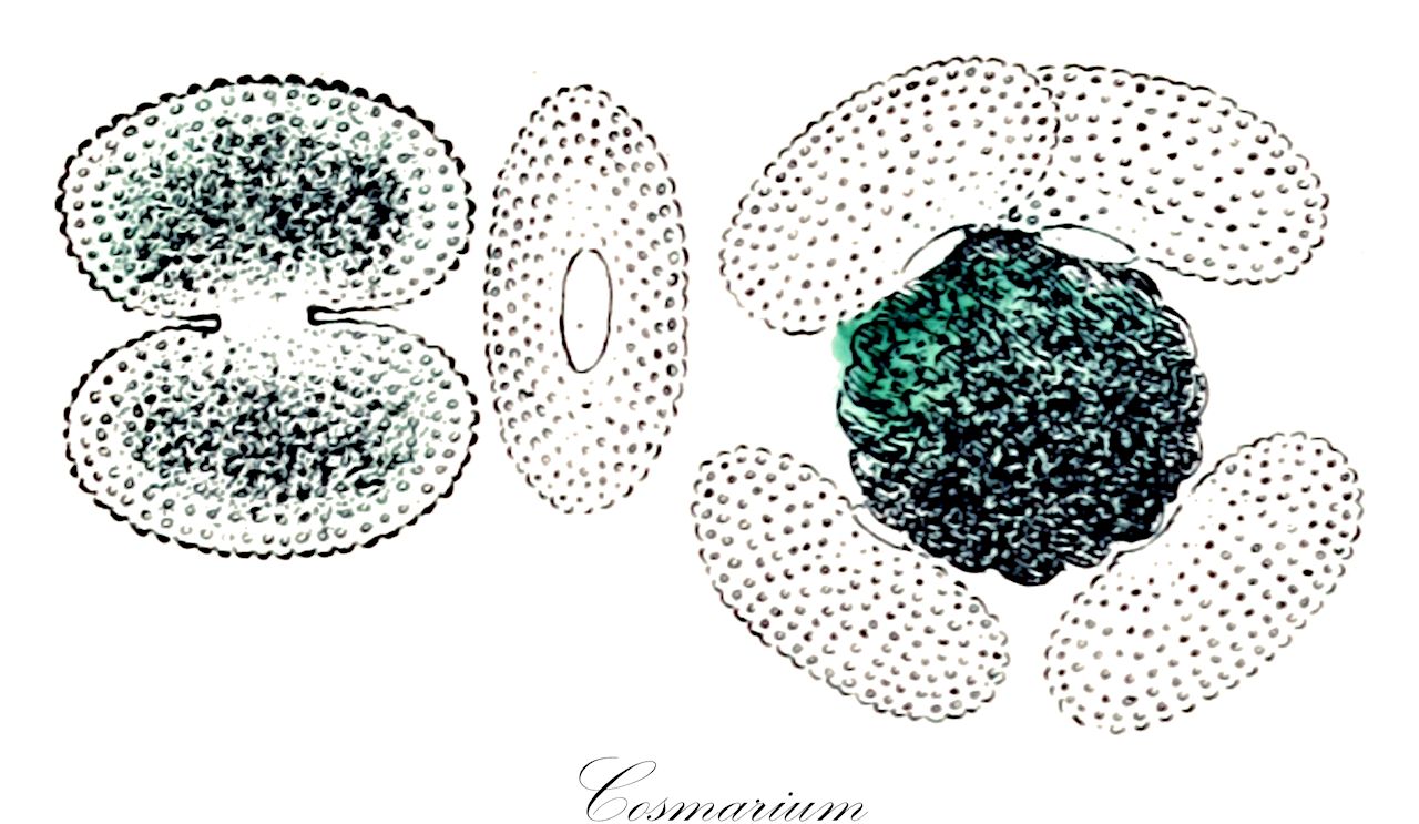 Cosmarium - Desmidiaceae,Biota,Plantae,Charophyta,Conjugatophyceae,Desmidiales,Desmidiaceae,Cosmarium,Calocylindrus, Disphinctium, Dysphinctium, Nothocosmarium, Pachyphorium, Strephocystis, Tessarthonia