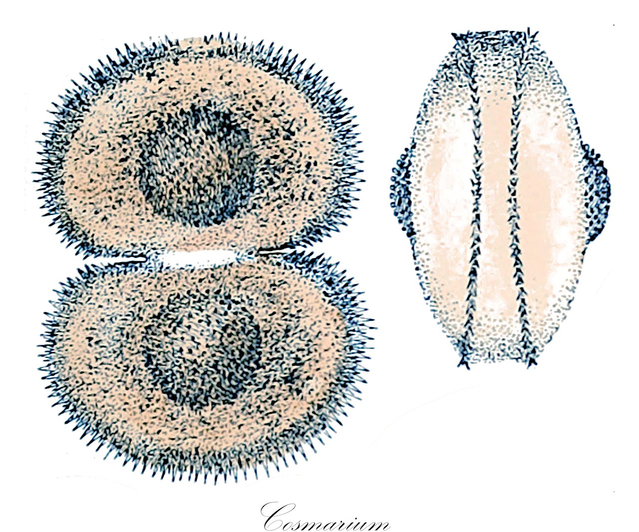 Cosmarium - Desmidiaceae,Biota,Plantae,Charophyta,Conjugatophyceae,Desmidiales,Desmidiaceae,Cosmarium,Calocylindrus, Disphinctium, Dysphinctium, Nothocosmarium, Pachyphorium, Strephocystis, Tessarthonia