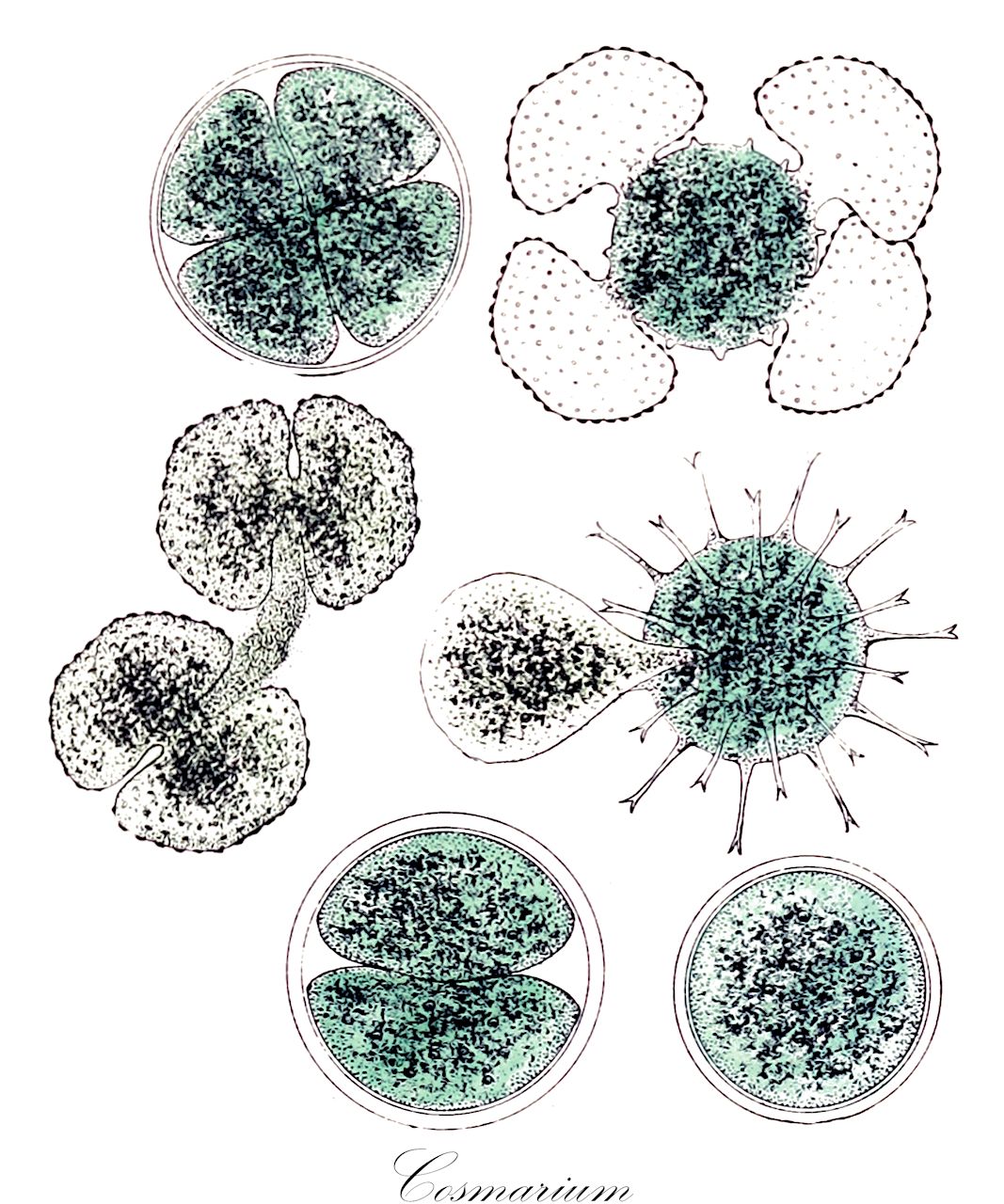 Cosmarium - Desmidiaceae,Biota,Plantae,Charophyta,Conjugatophyceae,Desmidiales,Desmidiaceae,Cosmarium,Calocylindrus, Disphinctium, Dysphinctium, Nothocosmarium, Pachyphorium, Strephocystis, Tessarthonia