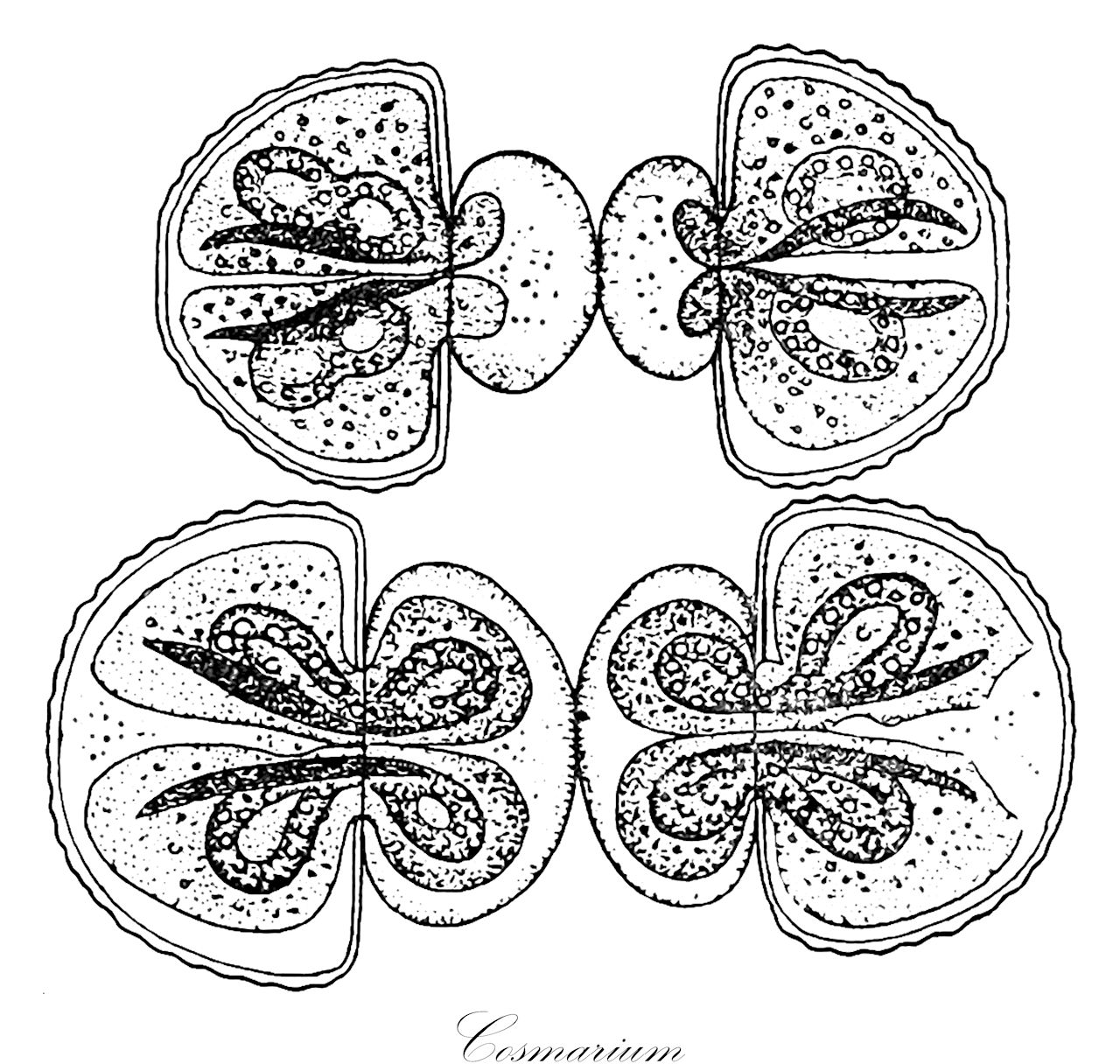 Cosmarium - Desmidiaceae,Biota,Plantae,Charophyta,Conjugatophyceae,Desmidiales,Desmidiaceae,Cosmarium,Calocylindrus, Disphinctium, Dysphinctium, Nothocosmarium, Pachyphorium, Strephocystis, Tessarthonia