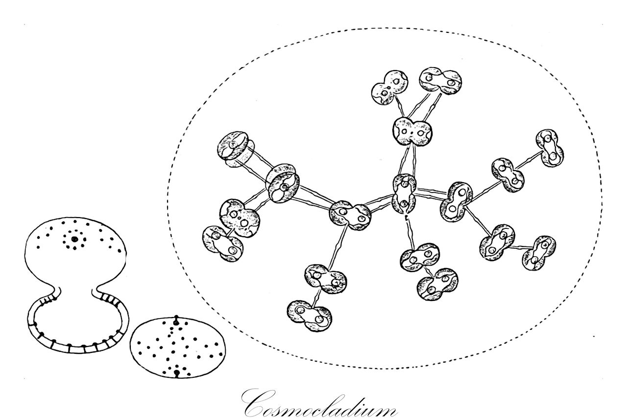 Cosmocladium - Desmidiaceae,Biota,Plantae,Charophyta,Conjugatophyceae,Desmidiales,Desmidiaceae,Cosmocladium,Dictyocystis