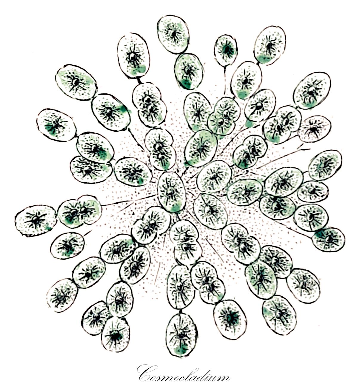 Cosmocladium - Desmidiaceae,Biota,Plantae,Charophyta,Conjugatophyceae,Desmidiales,Desmidiaceae,Cosmocladium,Dictyocystis