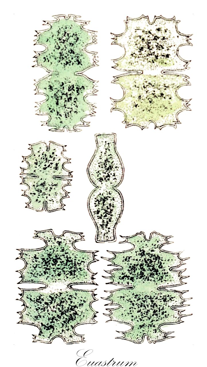 Euastrum - Desmidiaceae,Biota,Plantae,Charophyta,Conjugatophyceae,Desmidiales,Desmidiaceae,Euastrum,Eucosmium