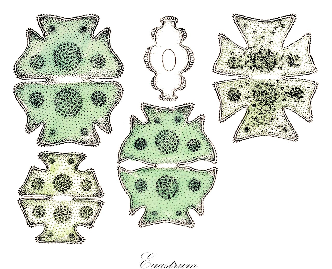 Euastrum - Desmidiaceae,Biota,Plantae,Charophyta,Conjugatophyceae,Desmidiales,Desmidiaceae,Euastrum,Eucosmium