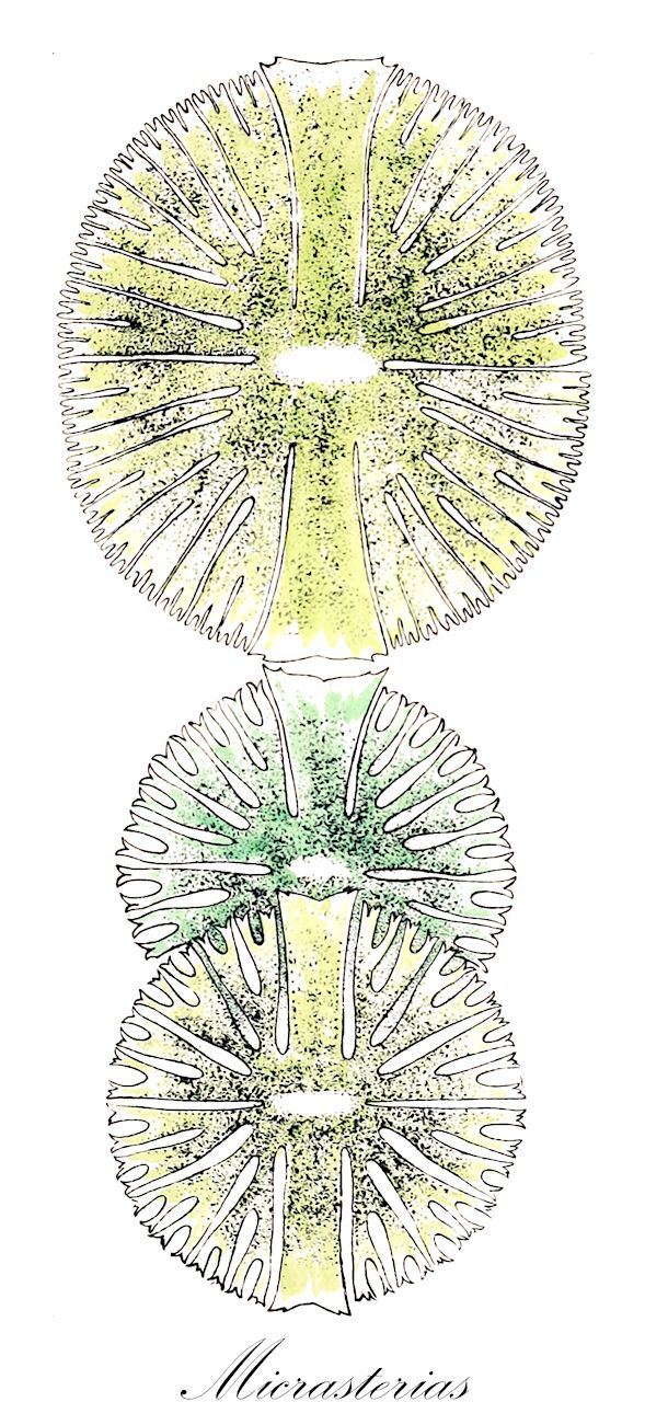 Micrasterias - Desmidiaceae,Biota,Plantae,Charophyta,Conjugatophyceae,Desmidiales,Desmidiaceae,Micrasterias