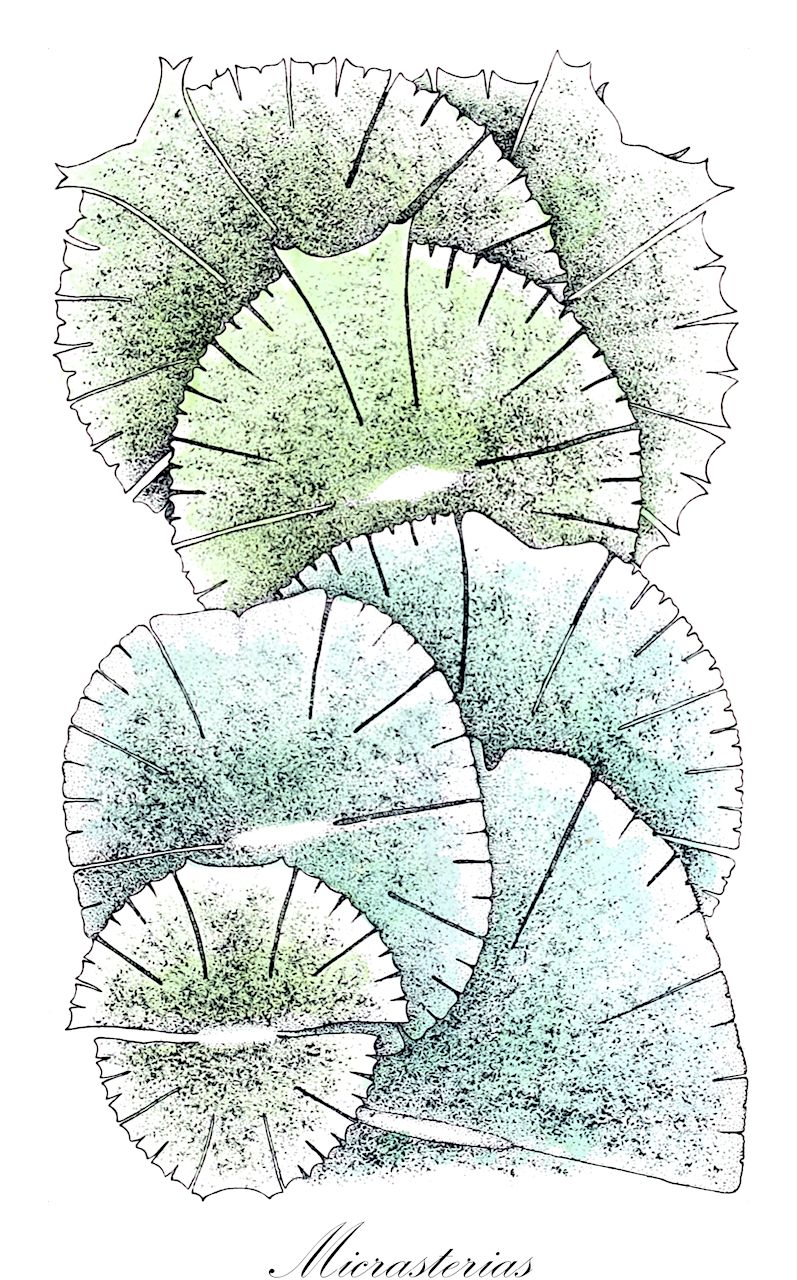 Micrasterias - Desmidiaceae,Biota,Plantae,Charophyta,Conjugatophyceae,Desmidiales,Desmidiaceae,Micrasterias