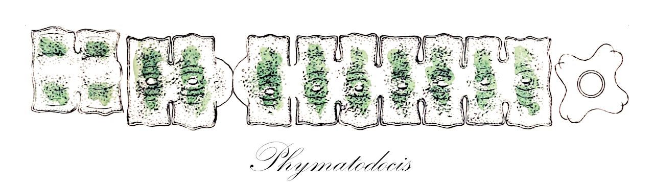 Phymatodocis - Charophyta,Biota,Plantae,Charophyta,Conjugatophyceae,Desmidiales,Desmidiaceae,Phymatodocis