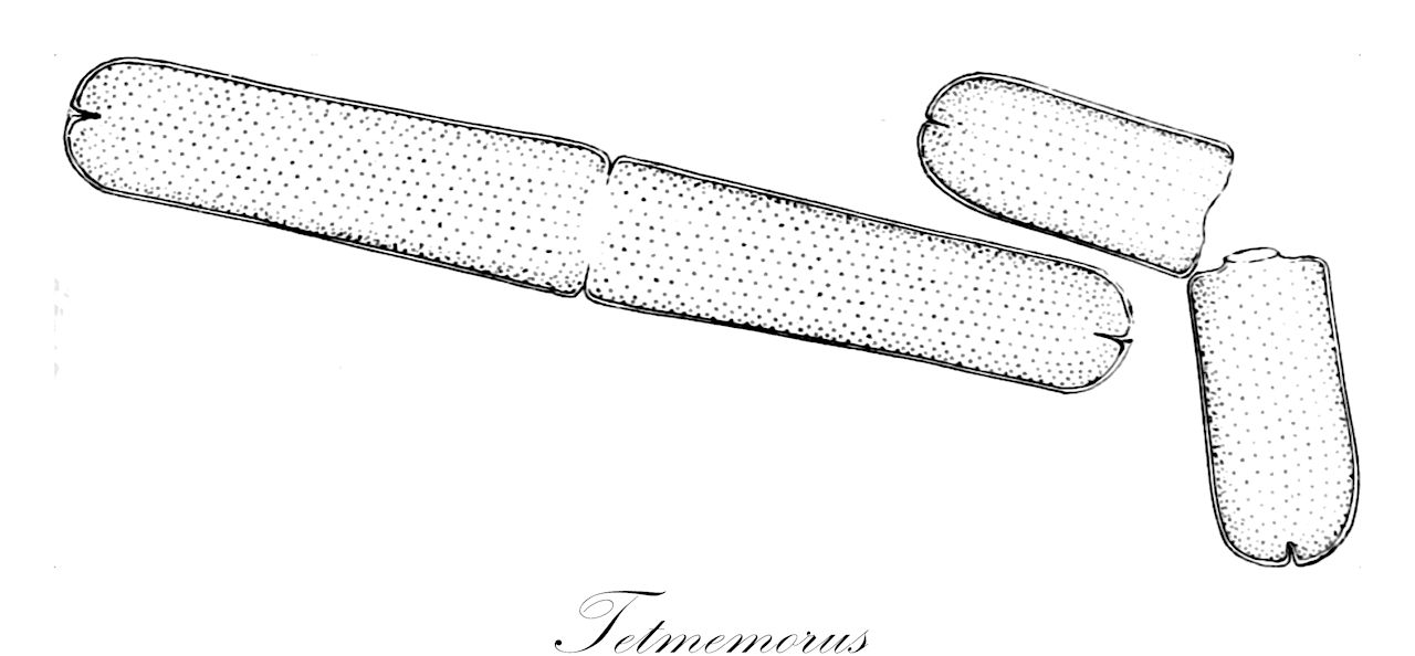 Tetmemorus - Charophyta,Biota,Plantae,Charophyta,Conjugatophyceae,Desmidiales,Desmidiaceae,Tetmemorus