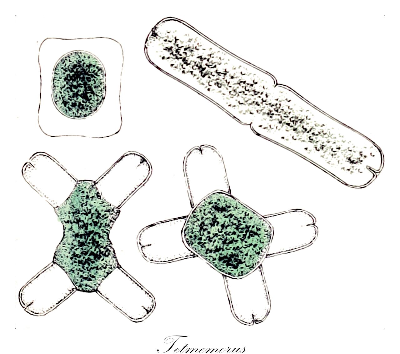 Tetmemorus - Desmidiaceae,Biota,Plantae,Charophyta,Conjugatophyceae,Desmidiales,Desmidiaceae,Tetmemorus