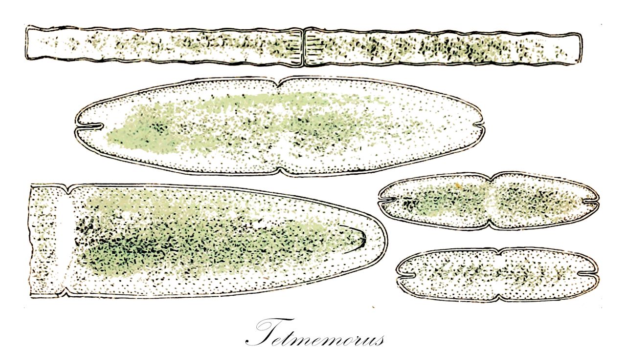 Tetmemorus - Desmidiaceae,Biota,Plantae,Charophyta,Conjugatophyceae,Desmidiales,Desmidiaceae,Tetmemorus