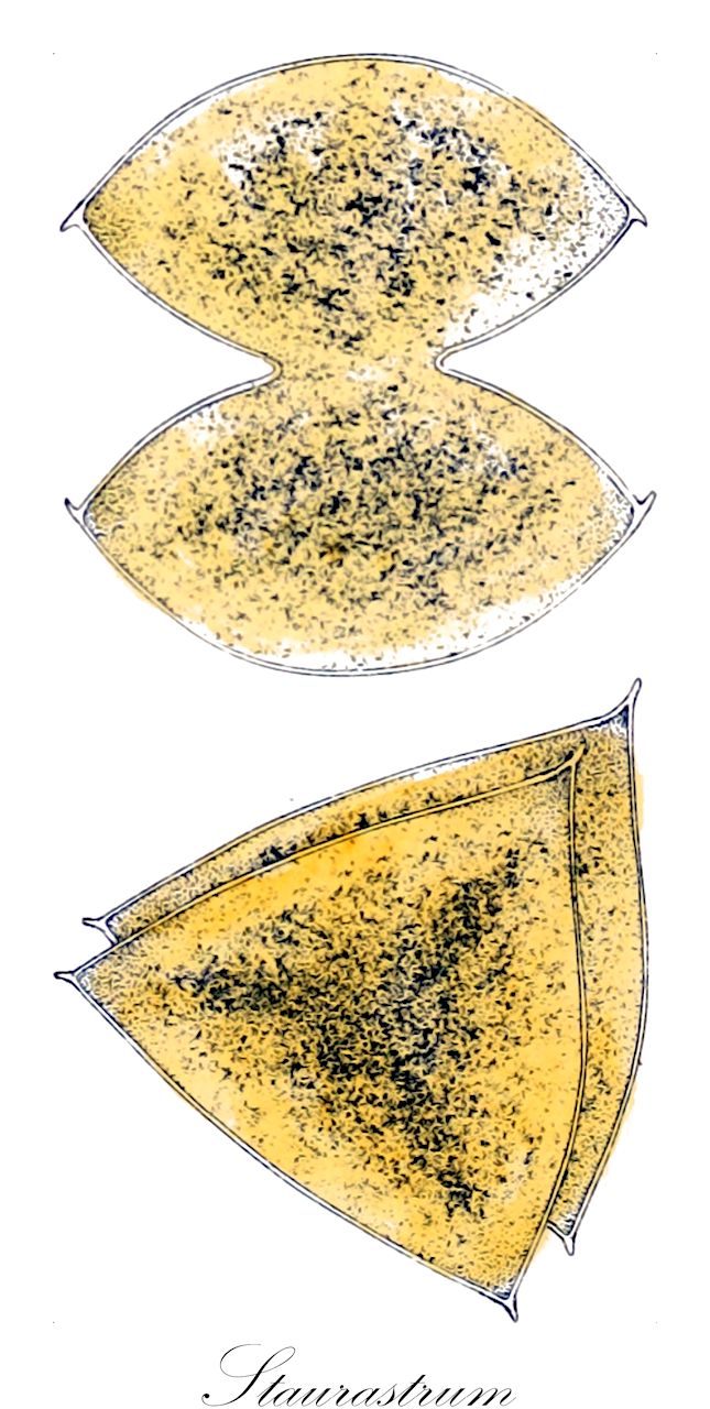 Staurastrum - Desmidiaceae,Biota,Plantae,Charophyta,Conjugatophyceae,Desmidiales,Desmidiaceae,Staurastrum,Cosmoastrum, Didymocladon, Pentasterias, Pleurenterium