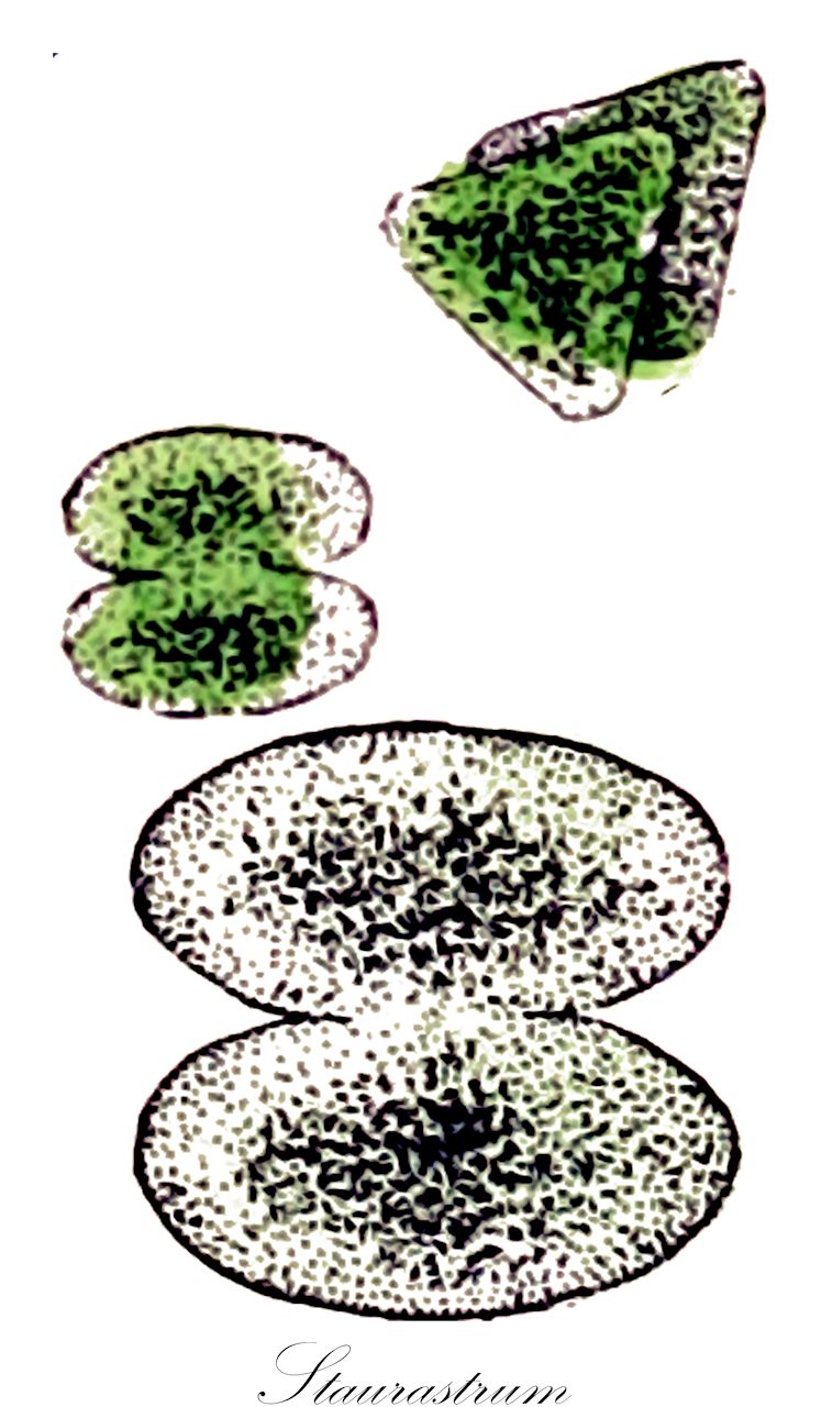 Staurastrum - Desmidiaceae,Biota,Plantae,Charophyta,Conjugatophyceae,Desmidiales,Desmidiaceae,Staurastrum,Cosmoastrum, Didymocladon, Pentasterias, Pleurenterium