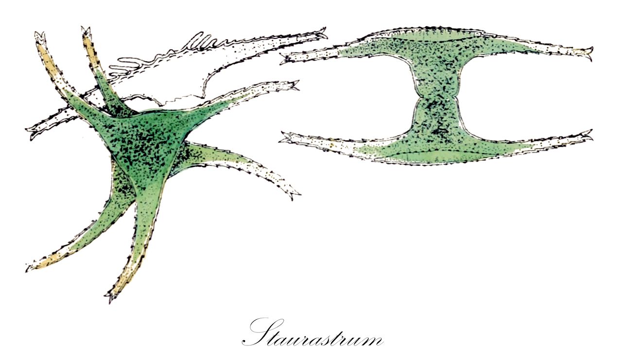 Staurastrum - Desmidiaceae,Biota,Plantae,Charophyta,Conjugatophyceae,Desmidiales,Desmidiaceae,Staurastrum,Cosmoastrum, Didymocladon, Pentasterias, Pleurenterium