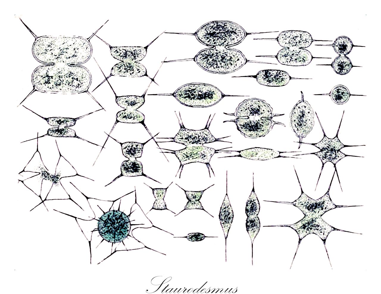 Staurodesmus - Desmidiaceae,Biota,Plantae,Charophyta,Conjugatophyceae,Desmidiales,Desmidiaceae,Staurodesmus,Arthrodesmus