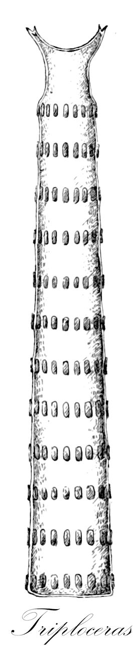 Triploceras - Charophyta,Biota,Plantae,Charophyta,Conjugatophyceae,Desmidiales,Desmidiaceae,Triploceras