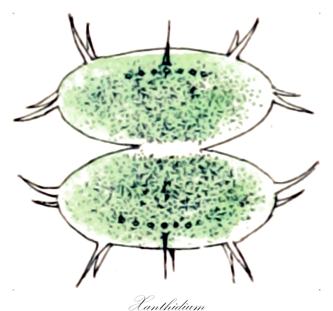 Xanthidium - Desmidiaceae,Biota,Plantae,Charophyta,Conjugatophyceae,Desmidiales,Desmidiaceae,Xanthidium