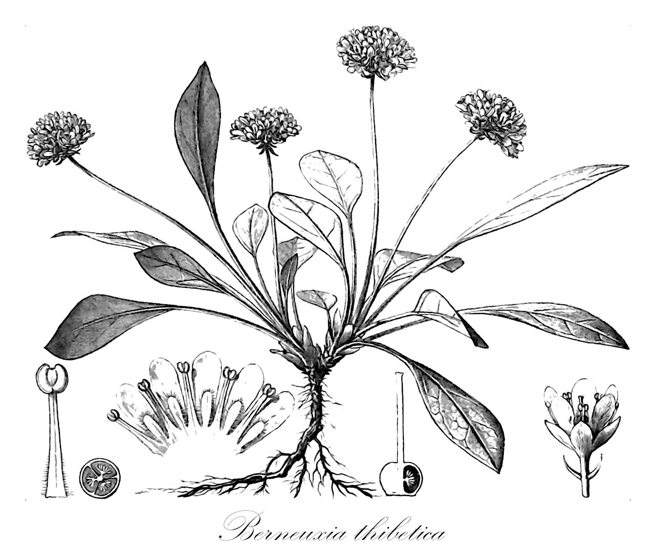 Berneuxia thibetica - Diapensiaceae,Plantae,Pteridobiotina,Angiosperms,Ericales,Diapensiaceae,Berneuxia,Berneuxia thibetica,Berneuxia yunnanensis, Shortia davidii, Shortia thibetica