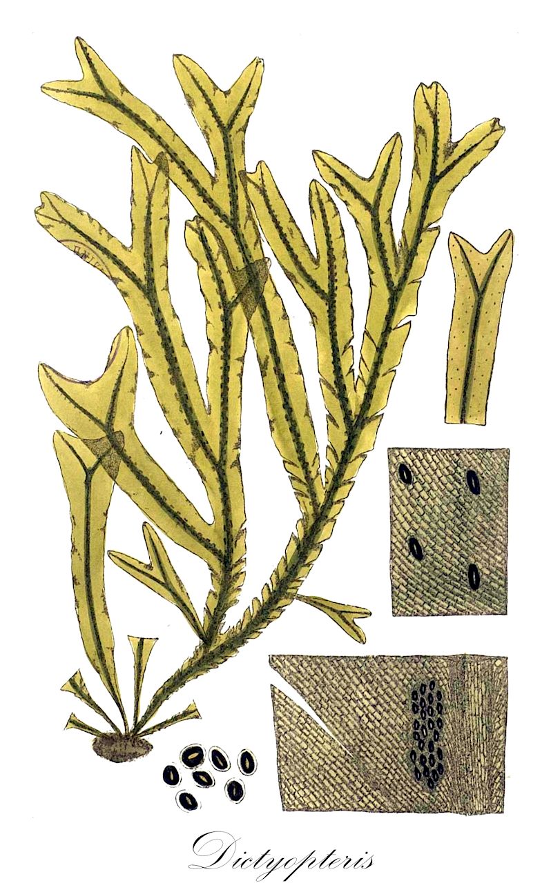 Dictyopteris - Rutaceae,Biota,Chromista,Ochrophyta,Phaeophyceae,Dictyotales,Dictyotaceae,Dictyopteris,Haliseris, Neurocarpus