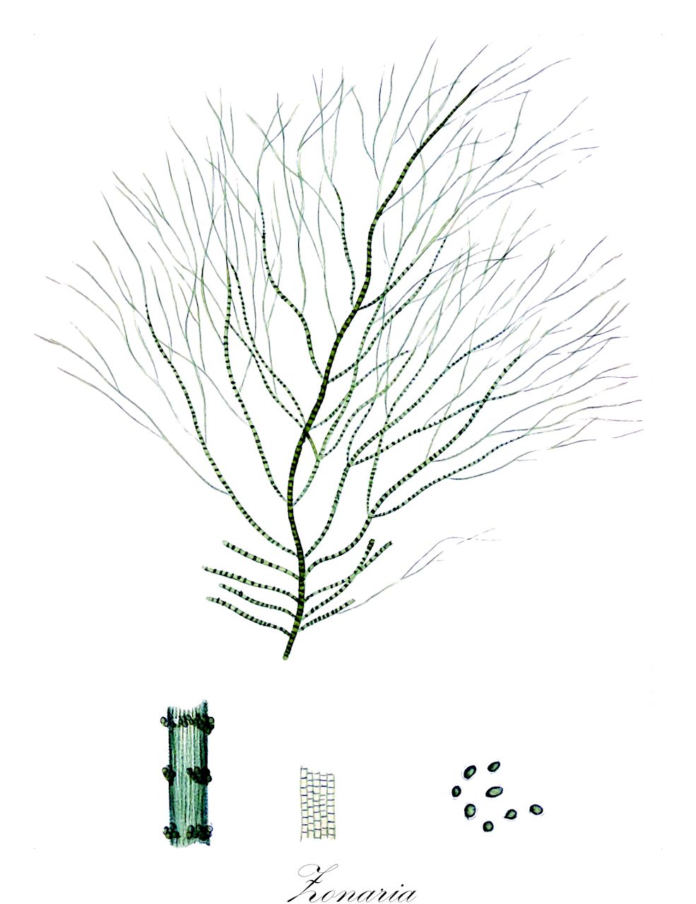 Zonaria - Ochrophyta,Biota,Chromista,Ochrophyta,Phaeophyceae,Dictyotales,Dictyotaceae,Zonaria,Homeostrichus, Homoeostrichus, Phycopteris