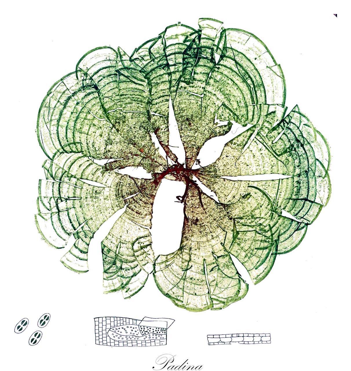 Padina - Dictyotaceae,Biota,Chromista,Ochrophyta,Phaeophyceae,Dictyotales,Dictyotaceae,Padina,Dictyerpa, Dictyota, Pavonia