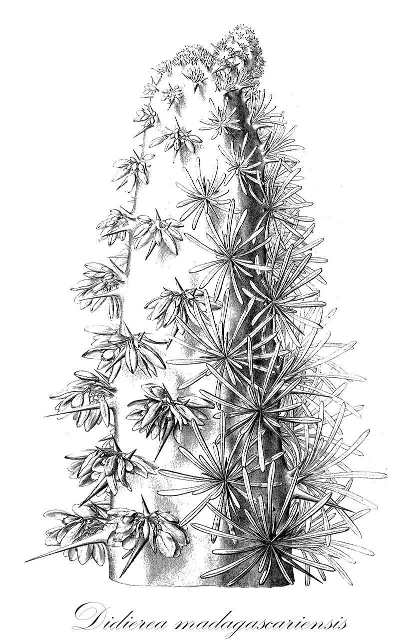 Didierea madagascariensis - Didiereaceae,Plantae,Pteridobiotina,Angiosperms,Caryophyllales,Didiereaceae,Didierea,Didierea madagascariensis,Didierea mirabilis