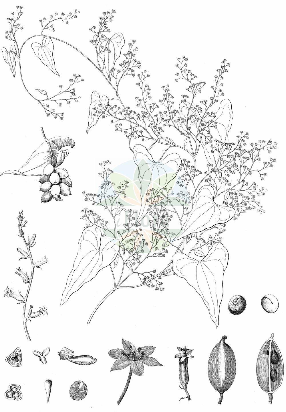 Historische Abbildung von Dioscorea communis (Gewöhnliche Schmerwurz - Black Bryony). Das Bild zeigt Blatt, Bluete, Frucht und Same. ---- Historical Drawing of Dioscorea communis (Gewöhnliche Schmerwurz - Black Bryony). The image is showing leaf, flower, fruit and seed.(Dioscorea communis,Gewöhnliche Schmerwurz,Black Bryony,Dioscorea canariensis,Dioscorea communis,Tamus baccifera,Tamus canariensis,Tamus cirrhosa,Tamus communis,Tamus cordifolia,Tamus cretica,Tamus edulis,Tamus norsa,Tamus parviflora,Tamus racemosa,Gewoehnliche Schmerwurz,Feuerwurzel,Schmerwurz,Black Bryony,Dioscorea,Yamswurzel,Yam,Dioscoreaceae,Yamswurzelgewächse,Yam family,Blatt,Bluete,Frucht,Same,leaf,flower,fruit,seed)