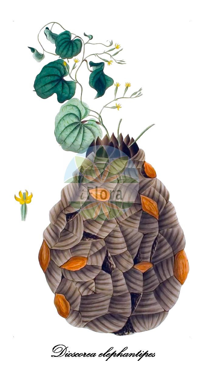 Historische Abbildung von Dioscorea elephantipes (Hottentottenbrot). Das Bild zeigt Blatt, Bluete, Frucht und Same. ---- Historical Drawing of Dioscorea elephantipes (Hottentottenbrot). The image is showing leaf, flower, fruit and seed.(Dioscorea elephantipes,Hottentottenbrot,Schildkroetenpflanze,Dioscorea,Schmerwurz,Yam,Dioscoreaceae,Schmerwurzgewächse,Yam Family,Blatt,Bluete,Frucht,Same,leaf,flower,fruit,seed,Kerner (1795))