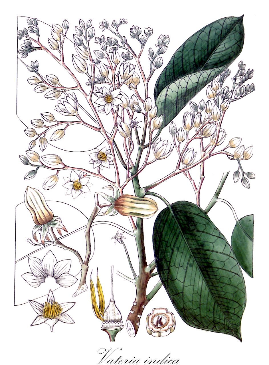 Vateria indica - Dipterocarpaceae,Plantae,Pteridobiotina,Angiosperms,Malvales,Dipterocarpaceae,Dipterocarpoideae,Dipterocarpeae,Vateria,Vateria indica,Vateria malabarica