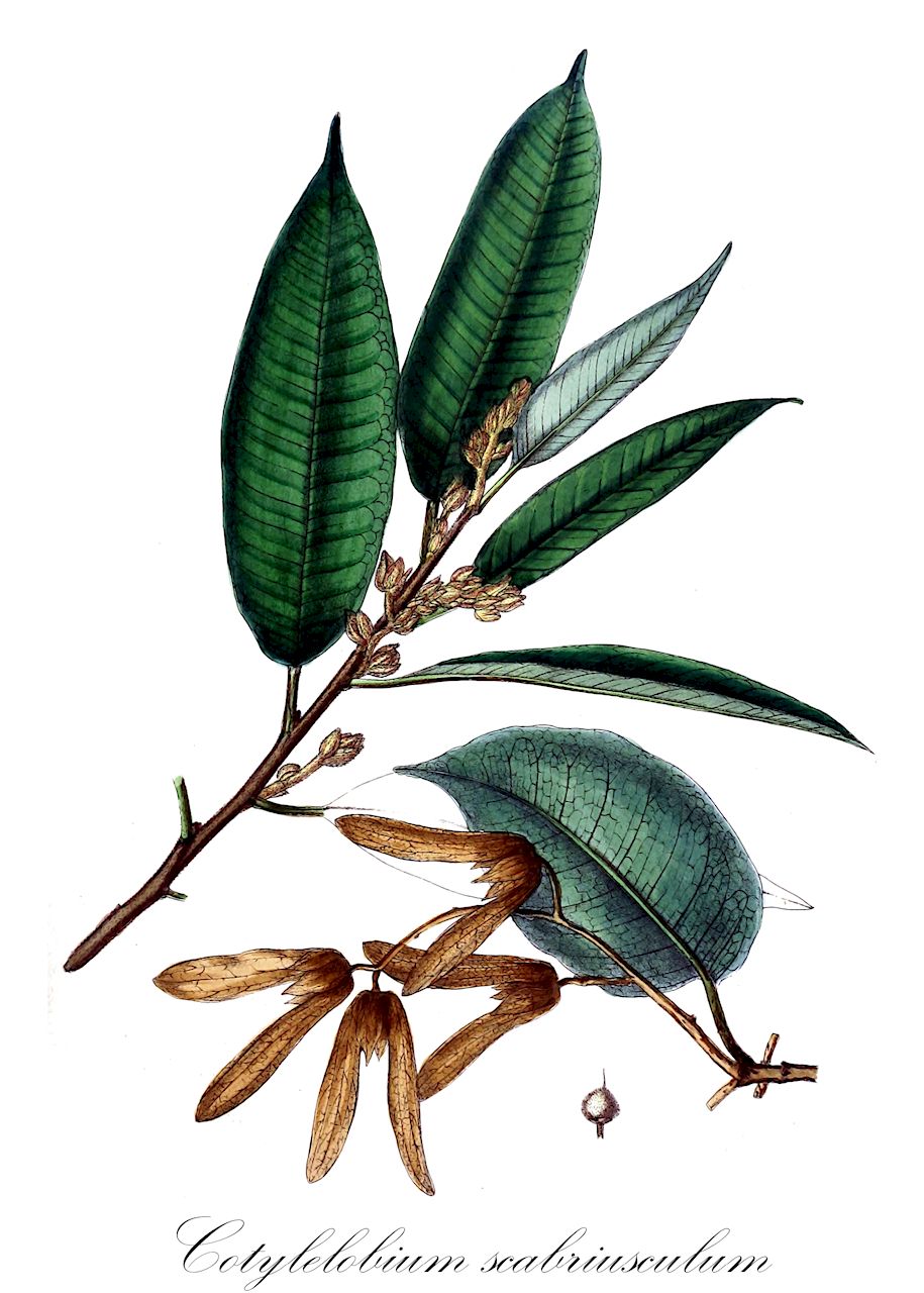 Cotylelobium scabriusculum - Dipterocarpaceae,Plantae,Pteridobiotina,Angiosperms,Malvales,Dipterocarpaceae,Dipterocarpoideae,Dipterocarpeae,Cotylelobium,Cotylelobium scabriusculum,Dyerella scabriuscula, Sunaptea scabriuscula, Vateria scabriuscula, Vatica scabriuscula