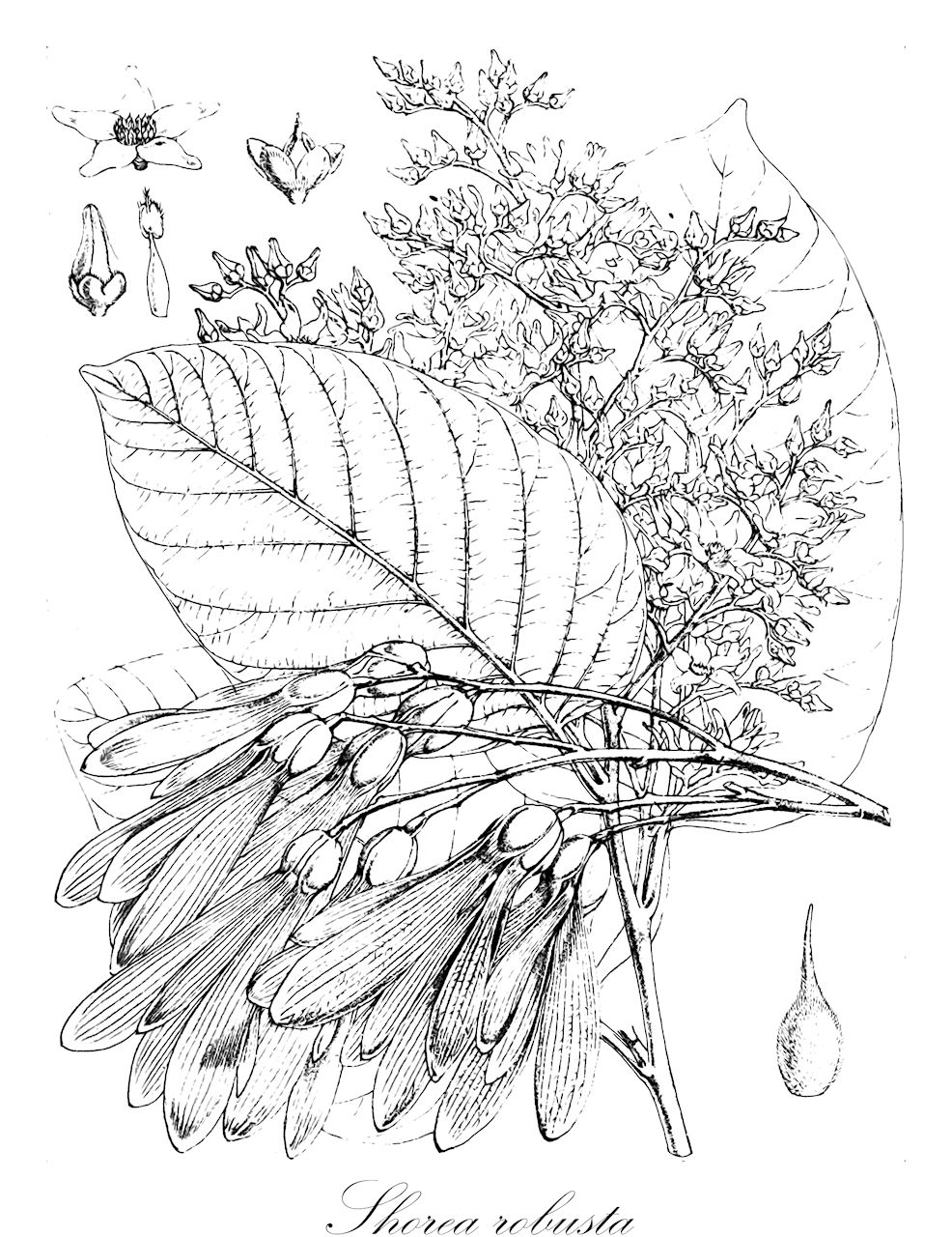 Shorea robusta - Dipterocarpaceae,Plantae,Pteridobiotina,Angiosperms,Malvales,Dipterocarpaceae,Dipterocarpoideae,Shoreae,Shorea,Shorea sect. Shorea,Shorea robusta,Dryobalanops robusta