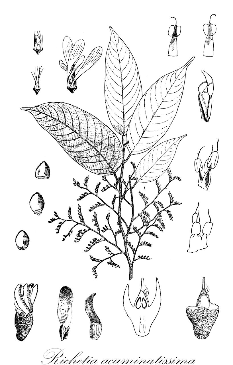 Richetia acuminatissima - Dipterocarpaceae,Plantae,Pteridobiotina,Angiosperms,Malvales,Dipterocarpaceae,Dipterocarpoideae,Shoreae,Richetia,Richetia acuminatissima,Shorea acuminatissima