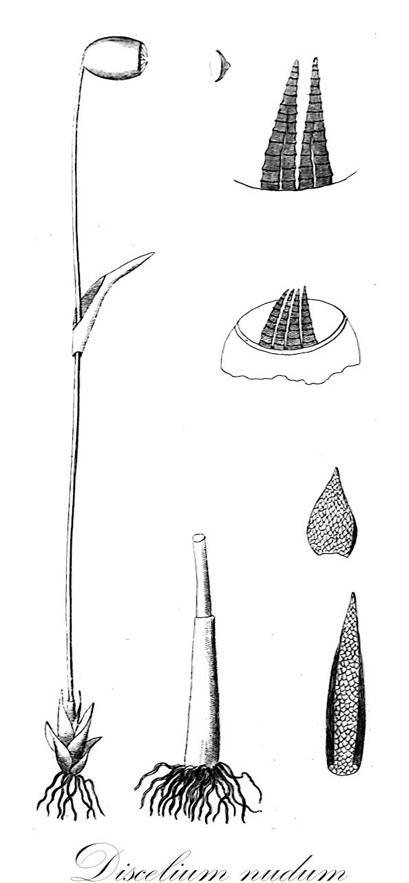 Discelium nudum - Disceliaceae,Plantae,Bryobiotina,Bryophyta,Bryopsida,Funariidae,Disceliales,Disceliaceae,Discelium,Discelium nudum,Bryum nudum, Coscinodon nudus, Discelium incarnatum, Discelium nudum var. vondracekii, Grimmia nuda, Weissia incarnata, Weissia nuda, Weissia rosea