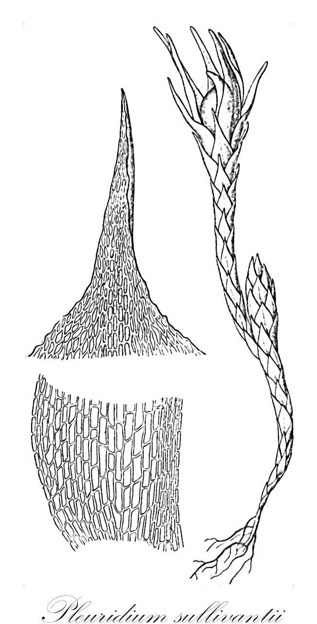 Pleuridium sullivantii - Ditrichaceae,Plantae,Bryobiotina,Bryophyta,Bryopsida,Dicranidae,Ditrichales,Ditrichaceae,Pleuridium,Pleuridium sullivantii