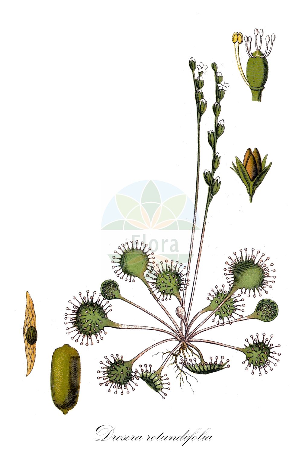 Historische Abbildung von Drosera rotundifolia (Rundblättriger Sonnentau - Round-leaved Sundew). ---- Historical Drawing of Drosera rotundifolia (Rundblättriger Sonnentau - Round-leaved Sundew).(Drosera rotundifolia,Rundblättriger Sonnentau,Round-leaved Sundew,Drosera corsica,Drosera rotundifolia,Rundblaettriger Sonnentau,Round-leaved Sundew,Common Sundew,Roundleaf Sundew,Sundew,Drosera,Sonnentau,Sundew,Droseraceae,Sonnentaugewächse,Sundew family,Sturm (1796f))